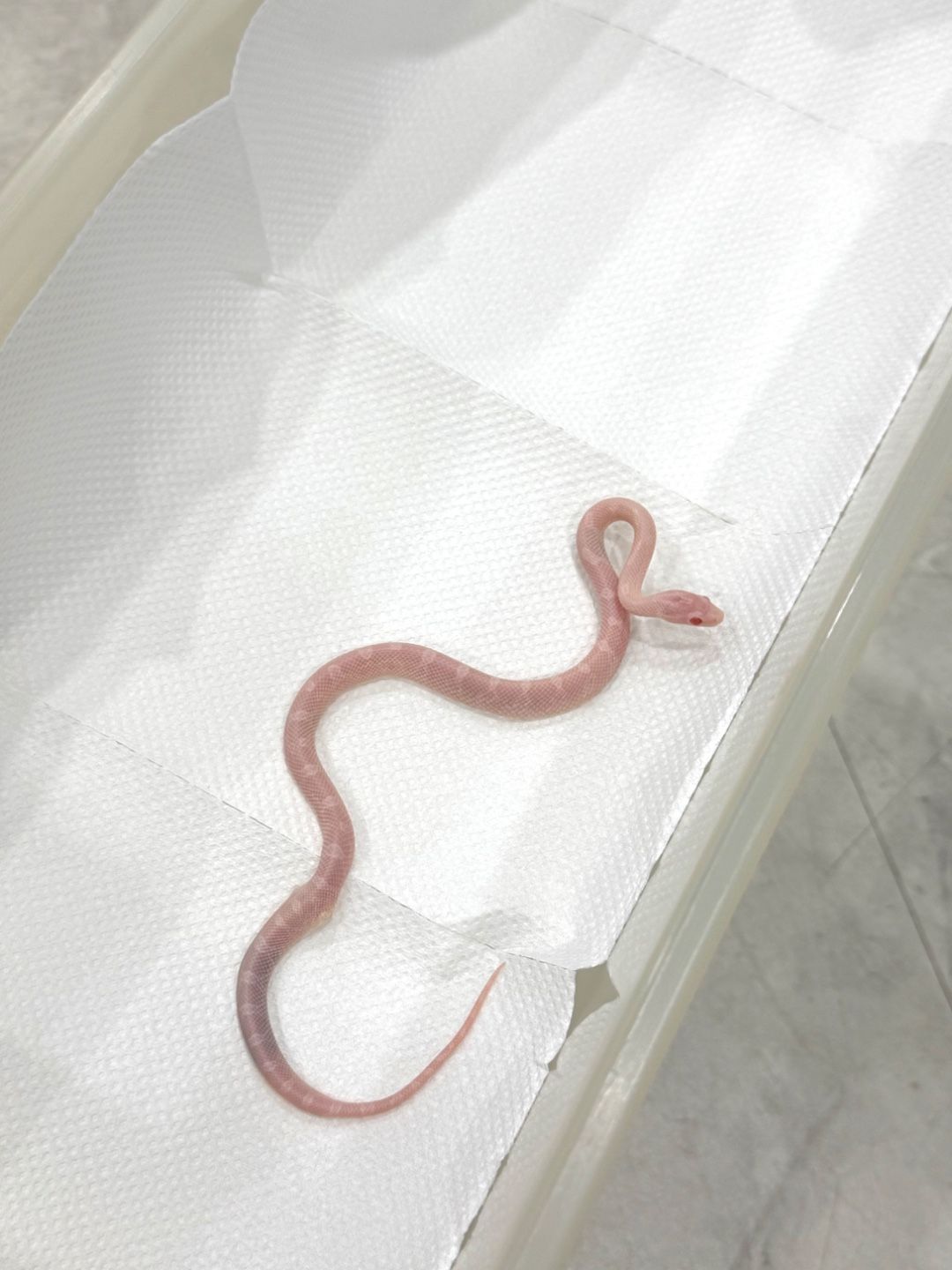 블리자드 (몸 중간 부절)
