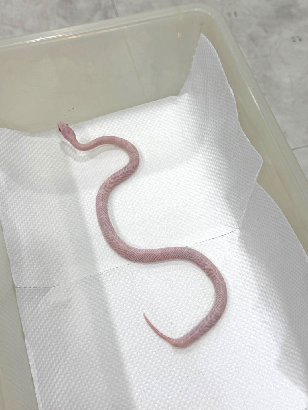 블리자드 (꼬리 부절)