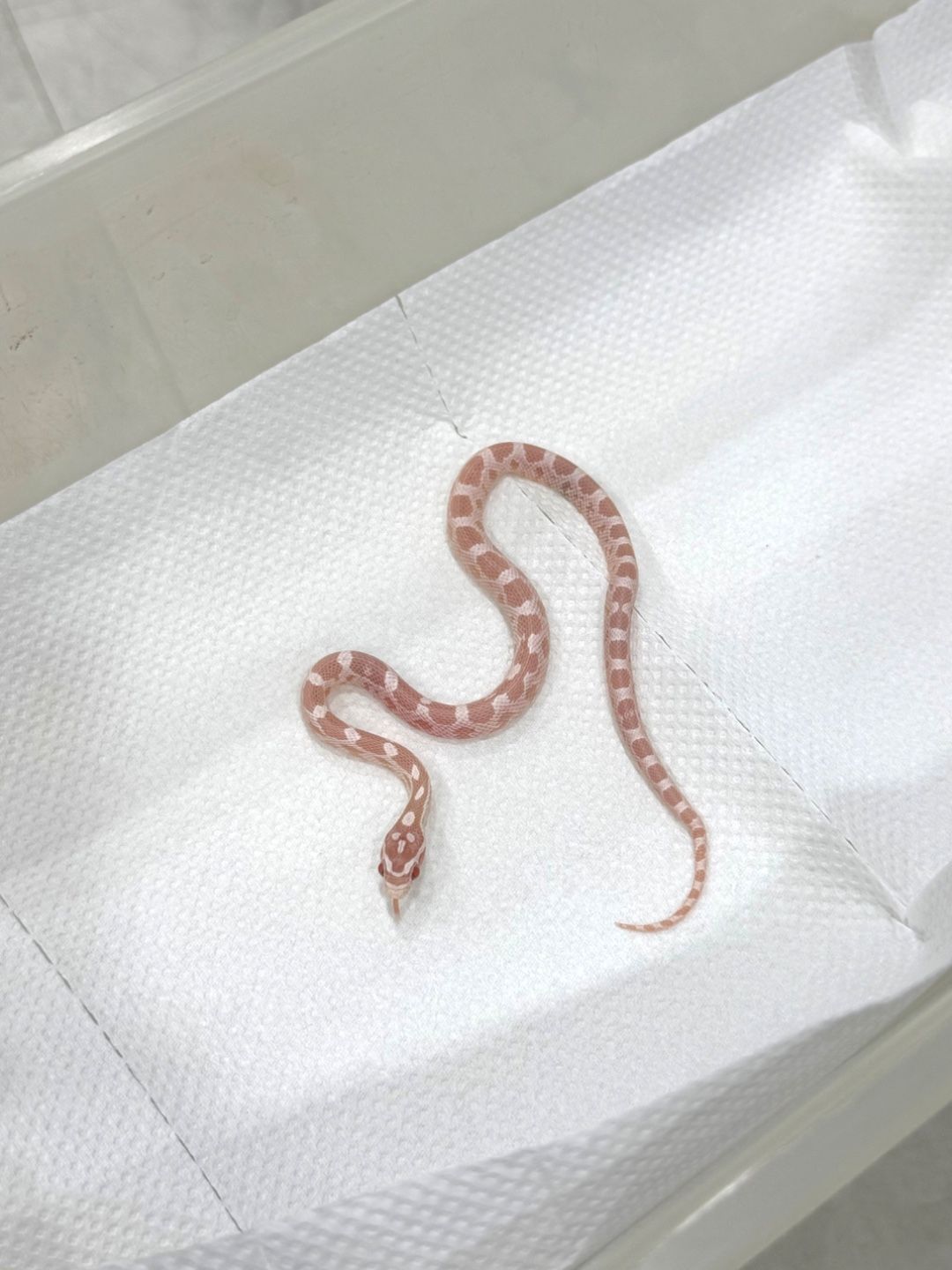 스노우 헷 라벤더