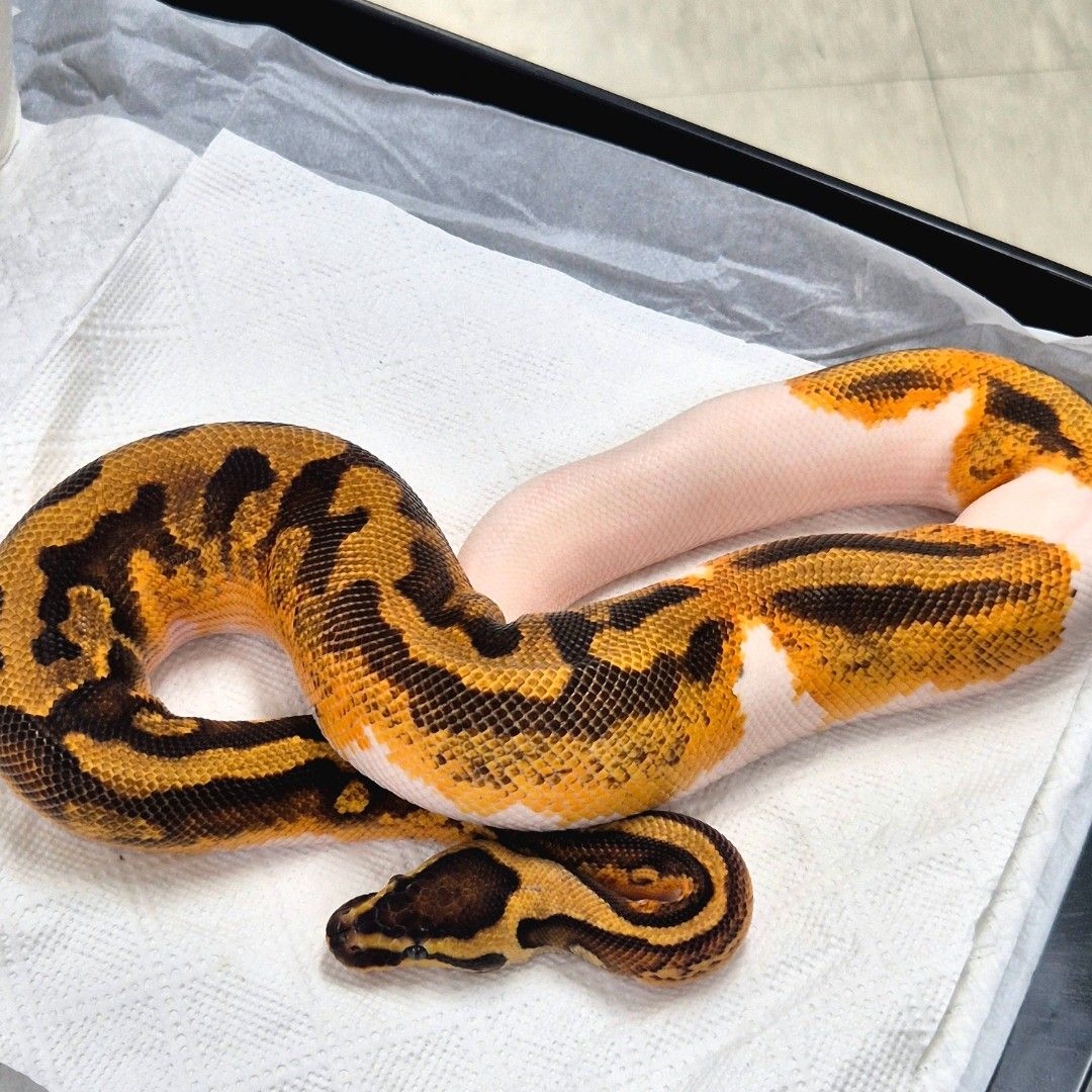 1.0 Enchi YB Pied Het Lavender 50% DH DG GS 
