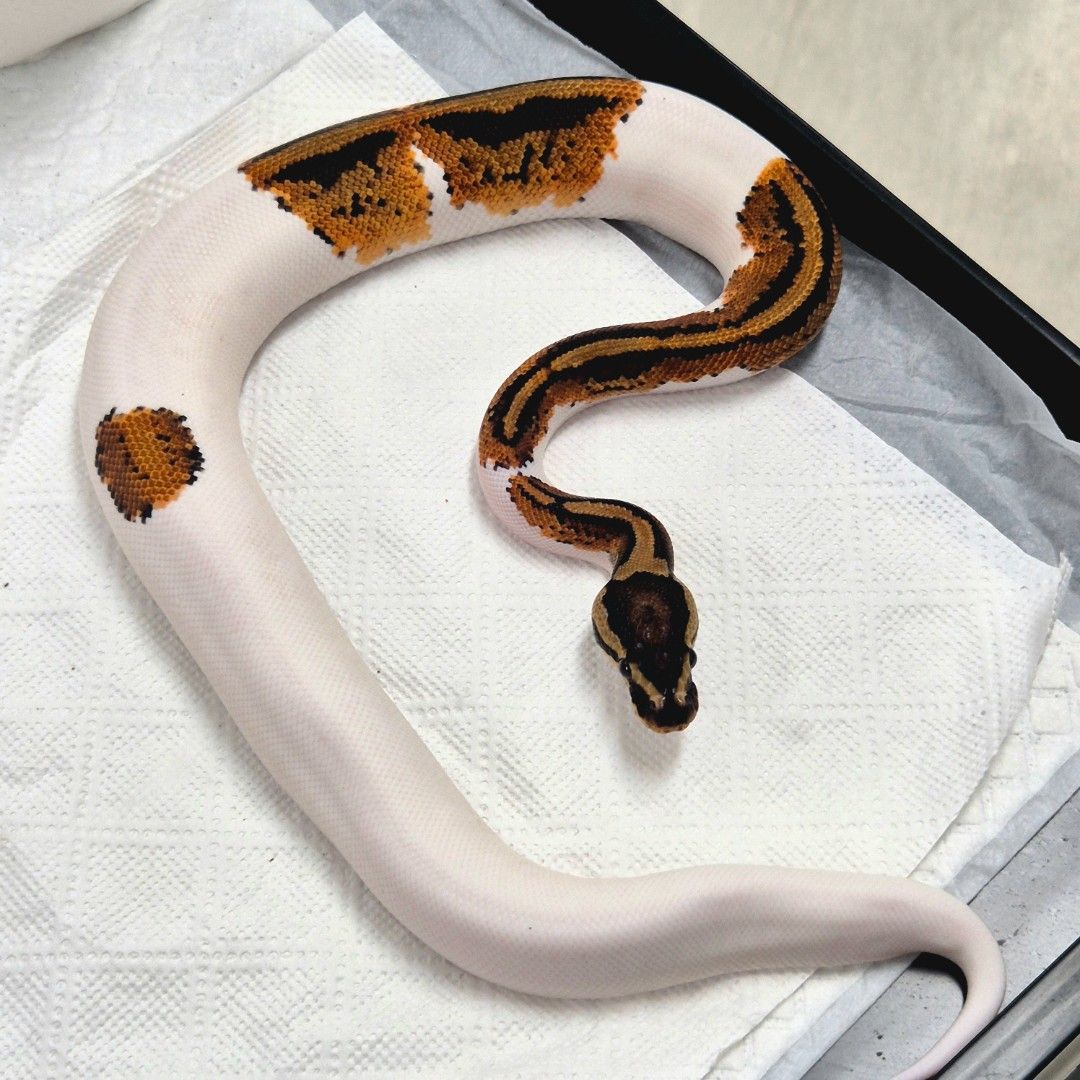 1.0 YB Pied Het Lavender 50% DH DG GS 