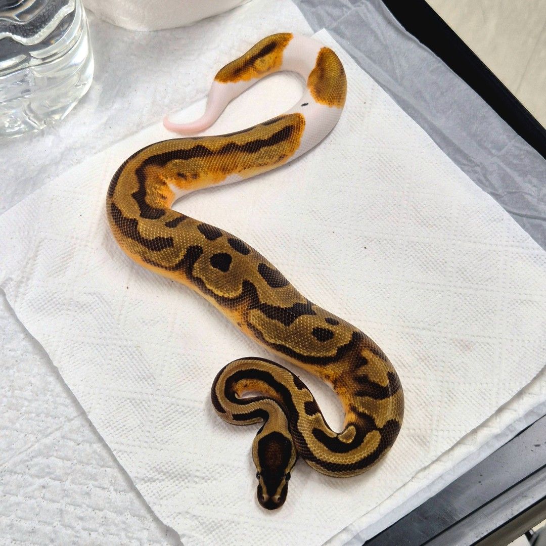 1.0 Enchi Pied Het Lavender 50% DH DG GS 
