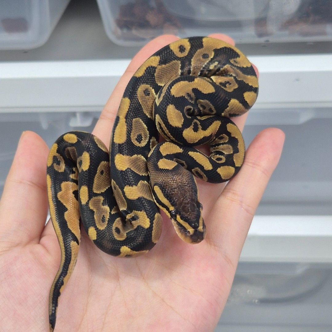 Normal DH Lavender Pied 