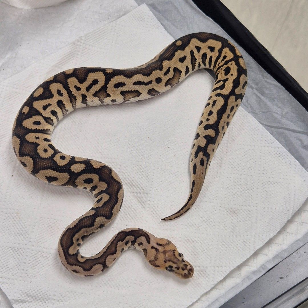 1.0 BP SN Clown 50% Het Monsoon