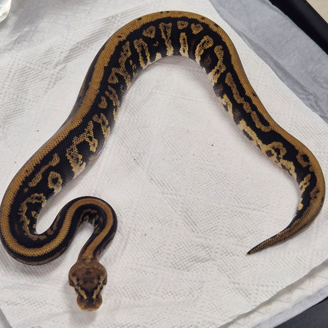 (Redhead) Stranger Spotnose DH Axanthic(VPI) Clown