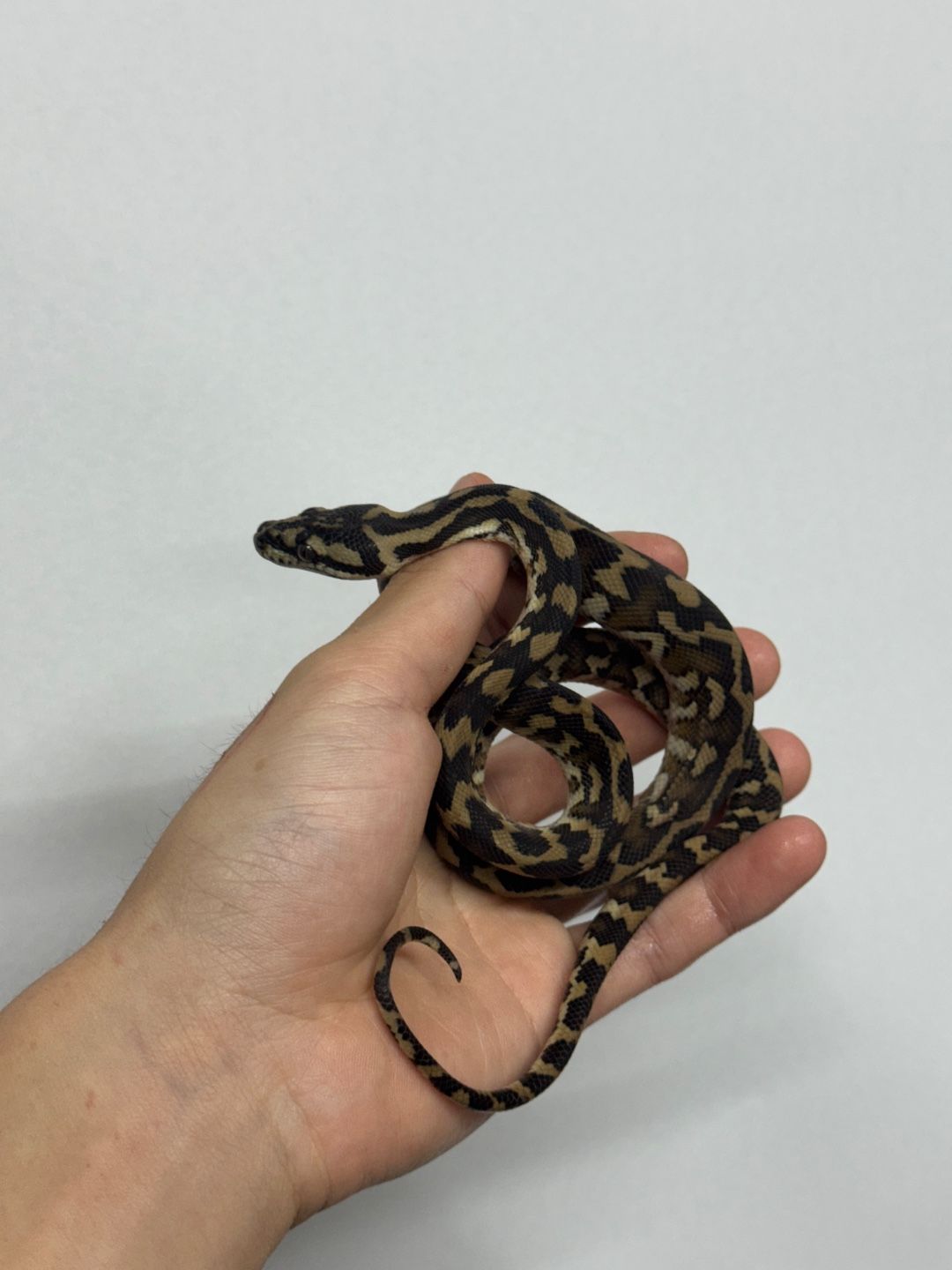 카펫 파이톤 베이비