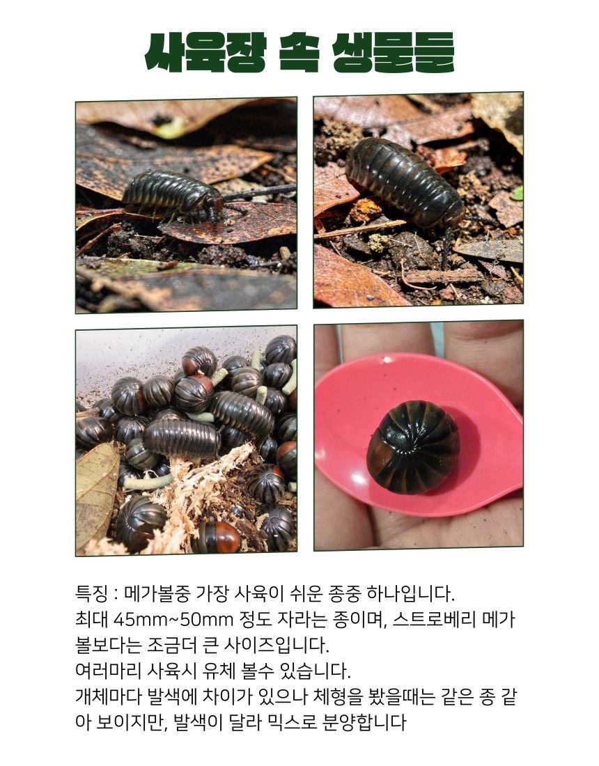 타이 레인보우 믹스 메가볼.jpg