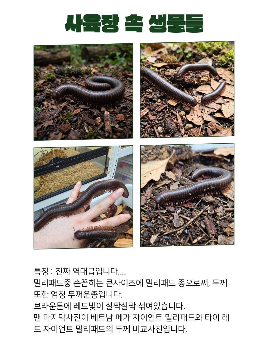 타이 레드 자이언트 밀리패드의 사본.jpg