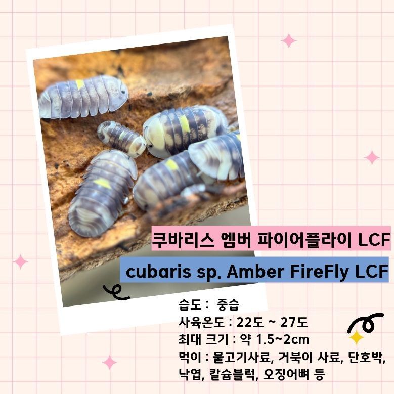 엠파플 lcf.jpg