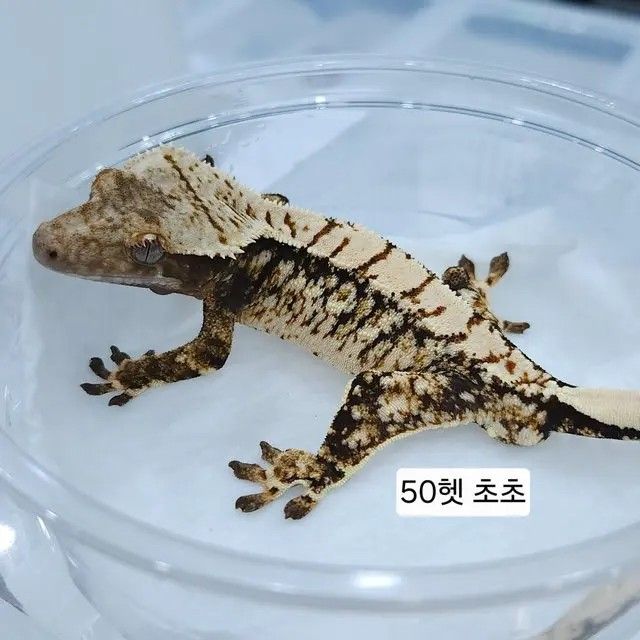 화이트스팟 타입 노말 50%cc