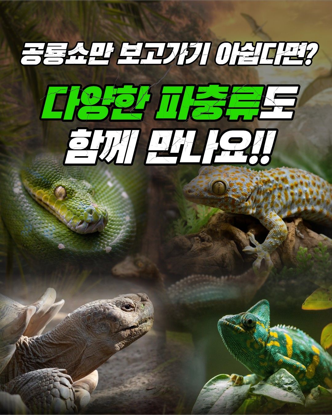 공룡쇼 with 파충류 in 광주 (키워 갯수 한정 특가 50% 할인)