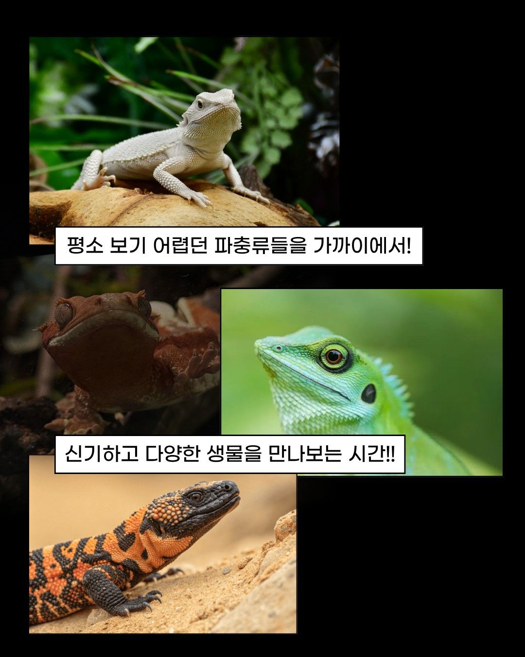 공룡쇼 with 파충류 in 광주 (키워 갯수 한정 특가 50% 할인)
