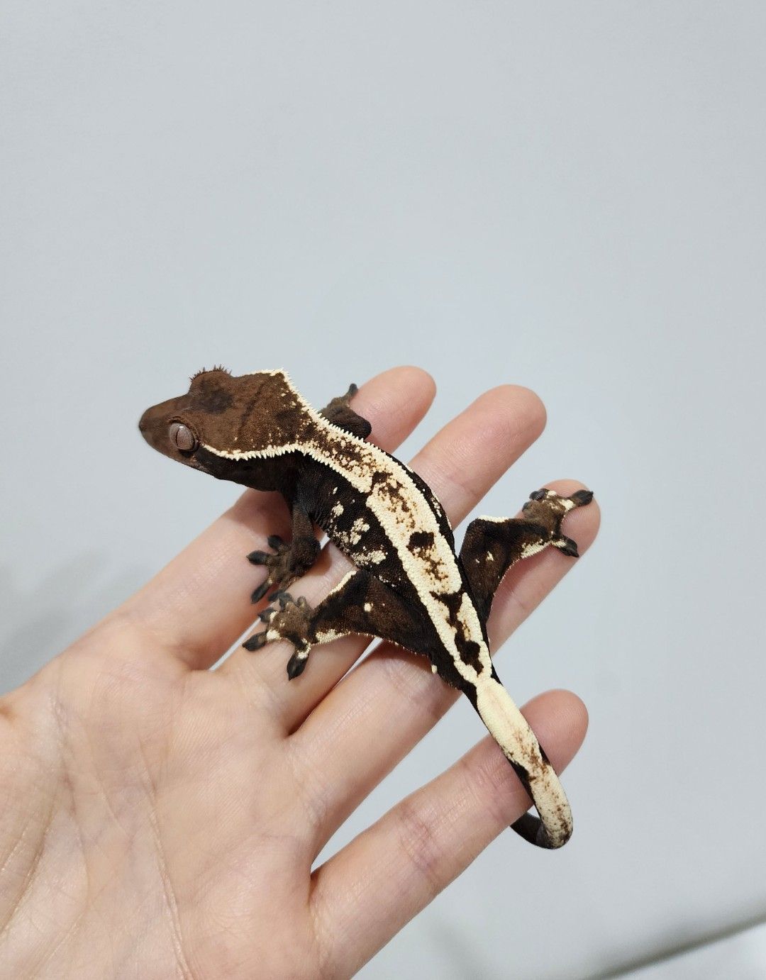 세이블 다크