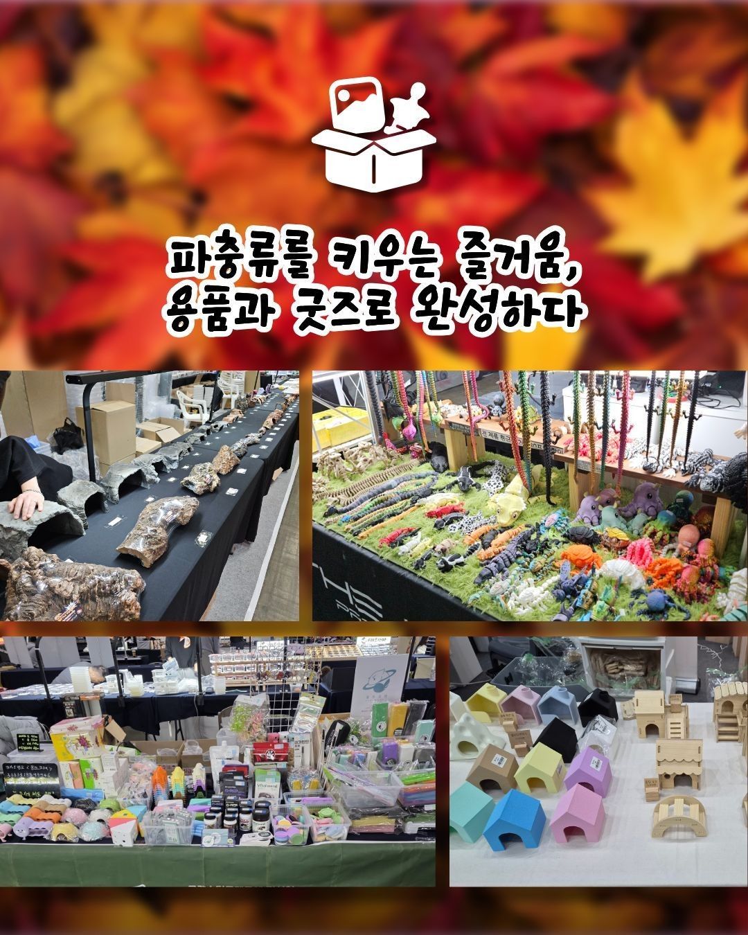 작은 물결: 파동, 파충류 동반자 in 청주 (키워특가)