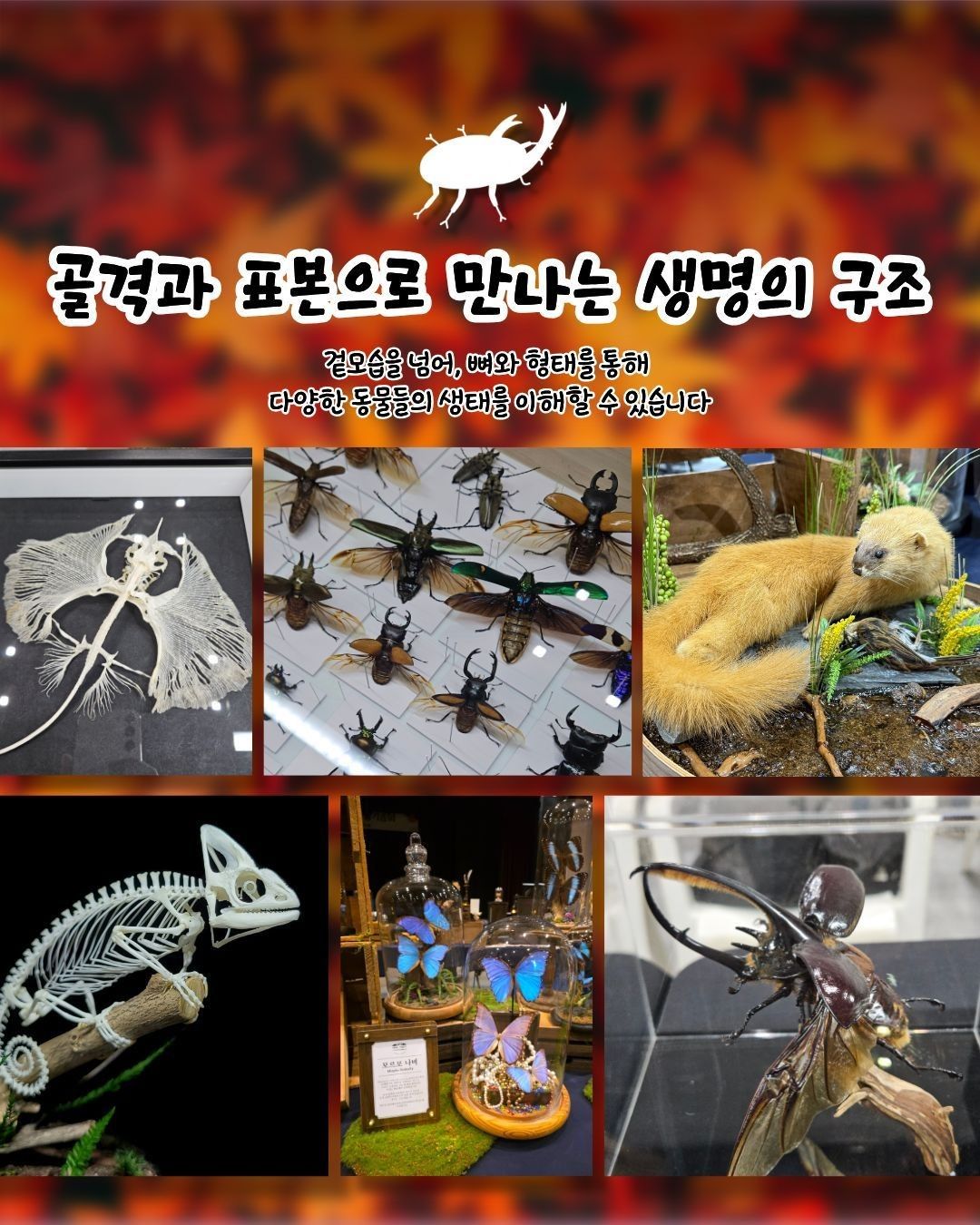 작은 물결: 파동, 파충류 동반자 in 청주 (키워특가)