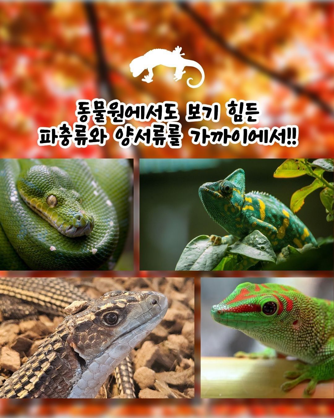 작은 물결: 파동, 파충류 동반자 in 청주 (키워특가)