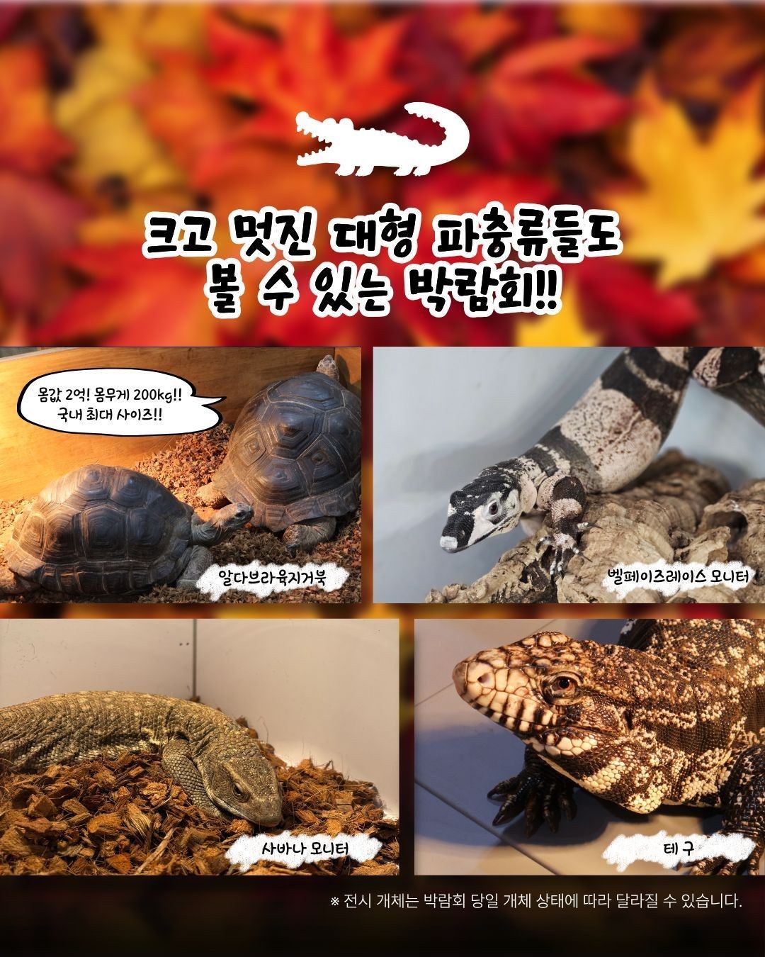 작은 물결: 파동, 파충류 동반자 in 청주 (키워특가)