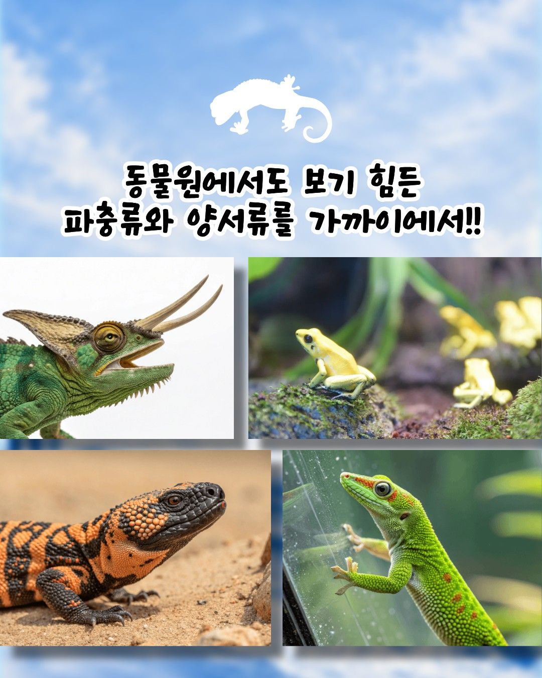 작은물결: 파동, 파충류 동반자 in 부산 (키워 특가)