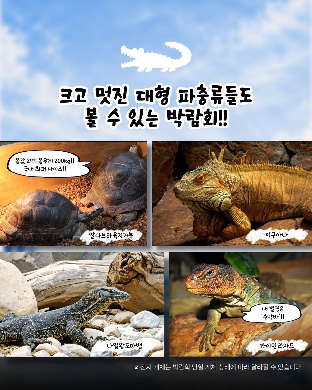 작은물결: 파동, 파충류 동반자 in 부산 (키워 특가)