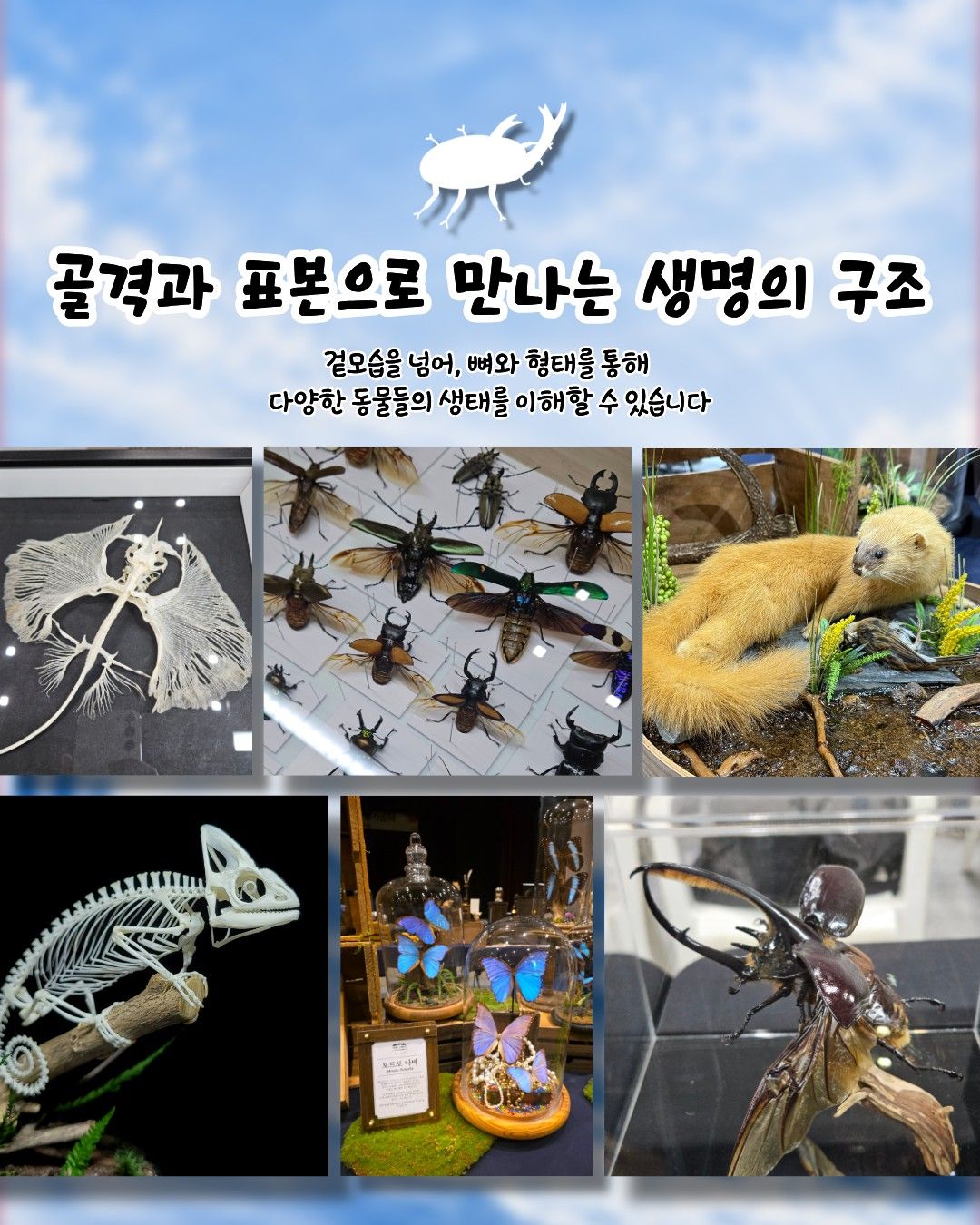 작은물결: 파동, 파충류 동반자 in 부산 (키워 특가)
