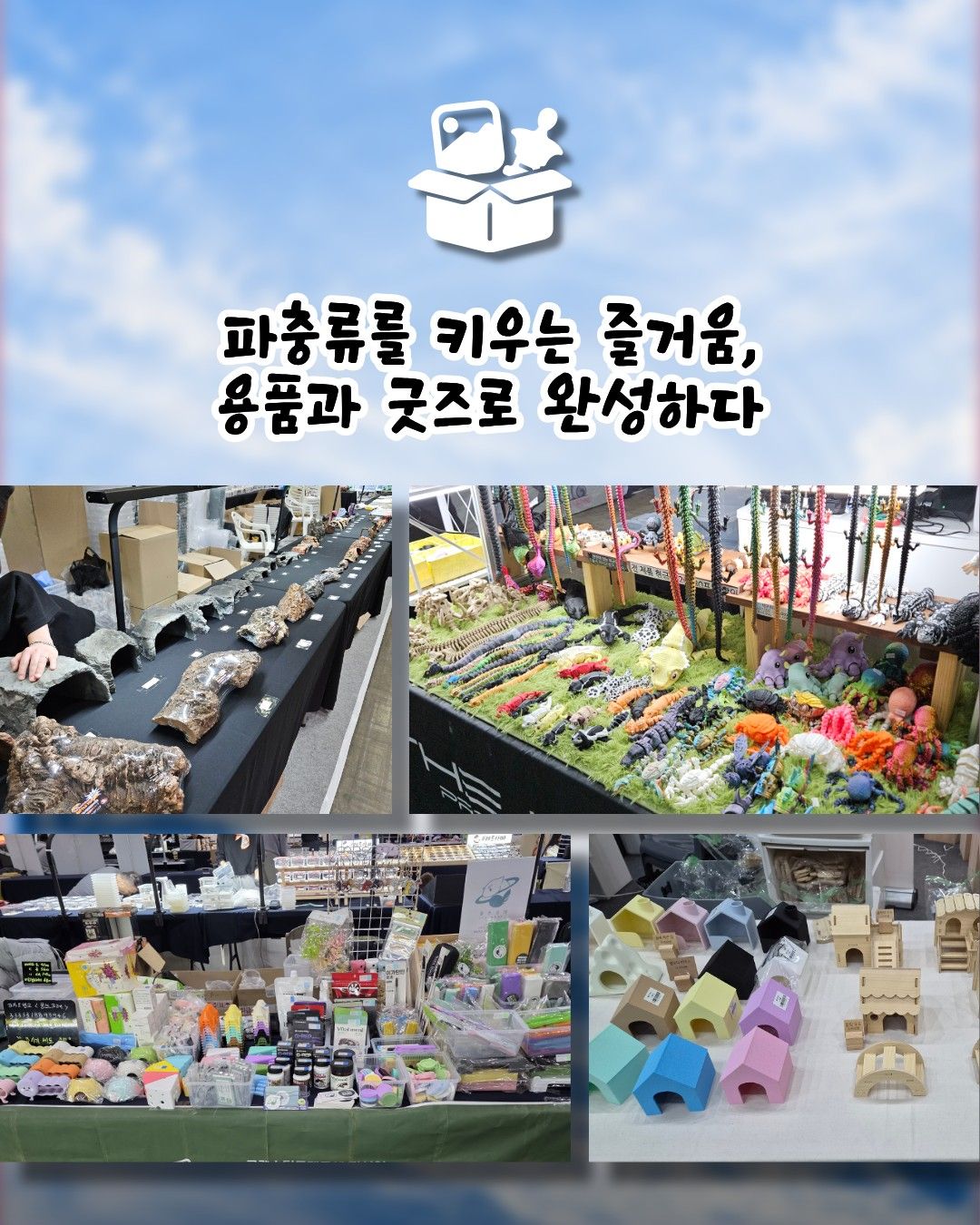 작은물결: 파동, 파충류 동반자 in 부산 (키워 특가)