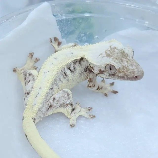 릴리세이블 암