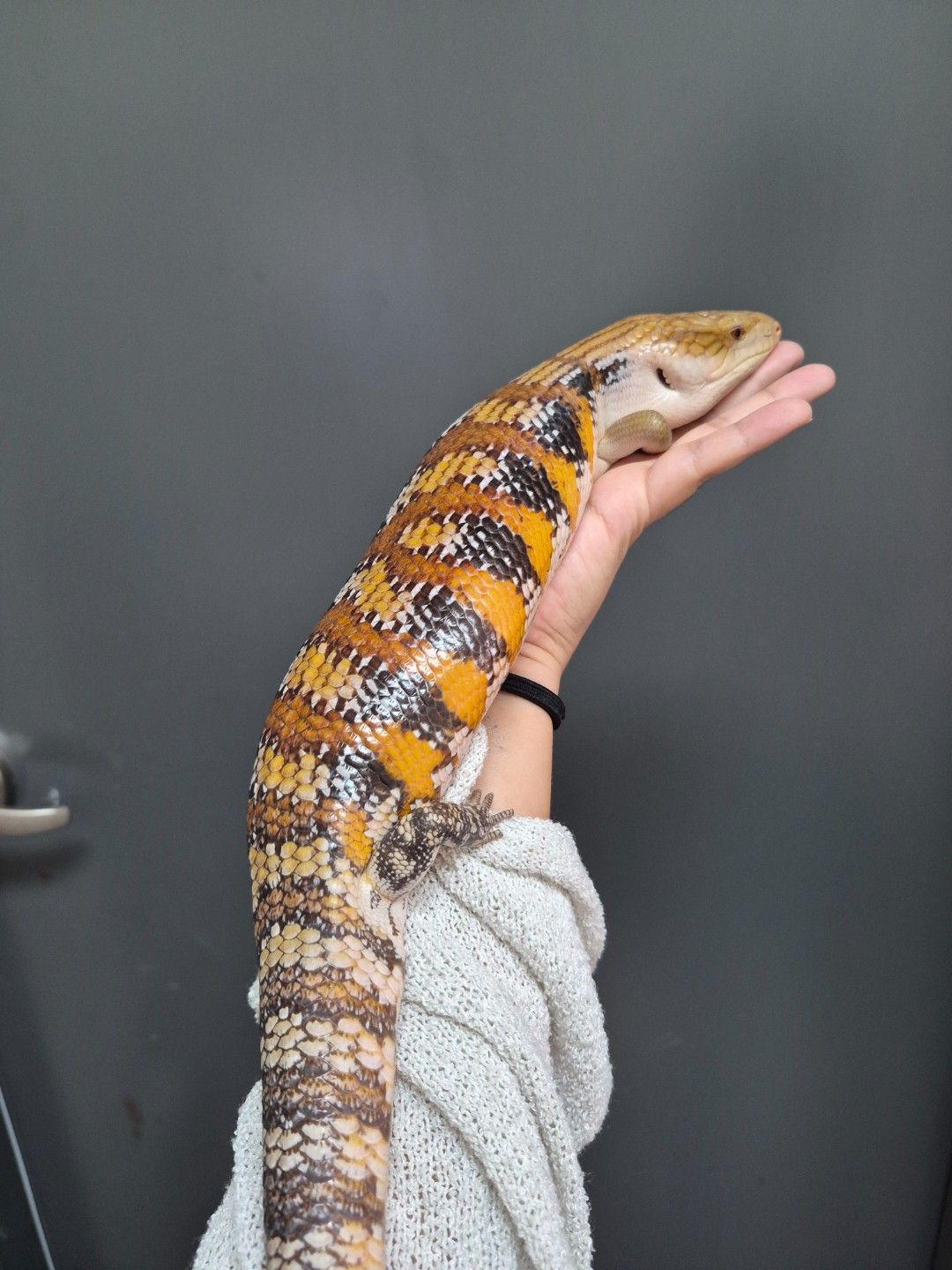 scaled_32080.jpg