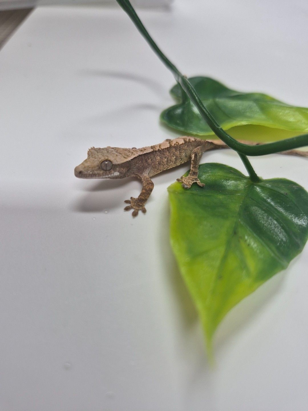 scaled_38865.jpg
