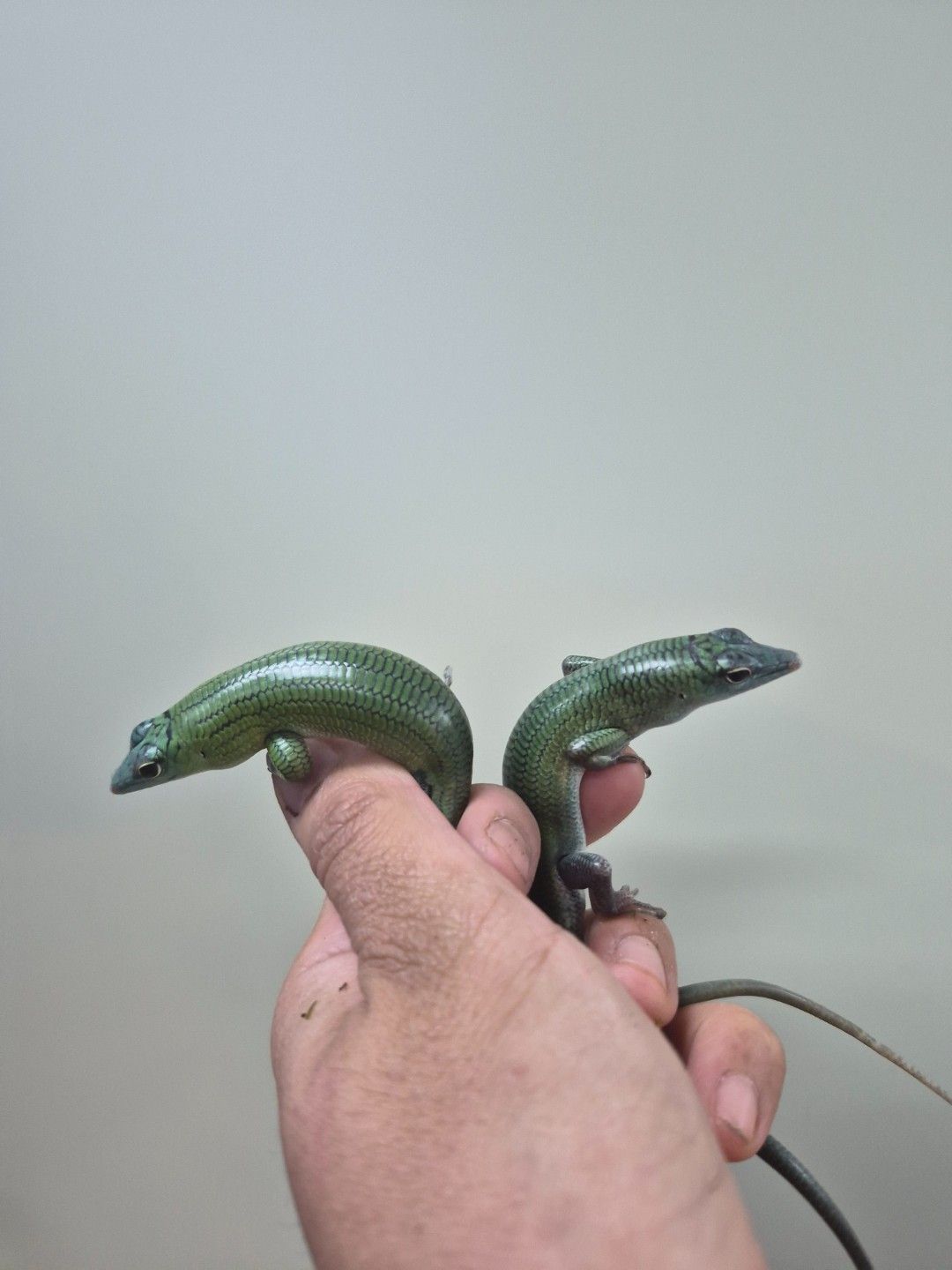 scaled_34519.jpg
