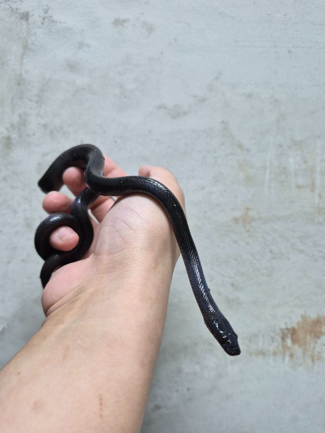 scaled_33600.jpg