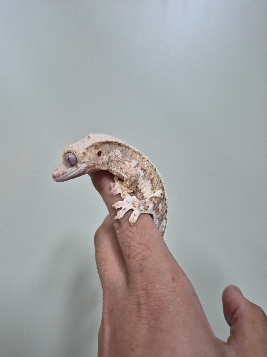 scaled_36812.jpg