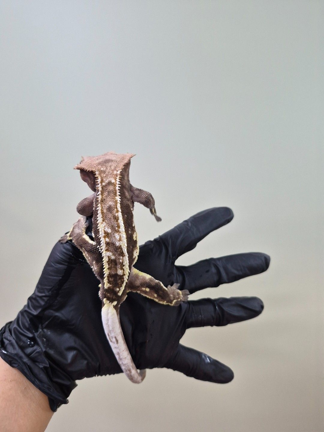 scaled_37920.jpg