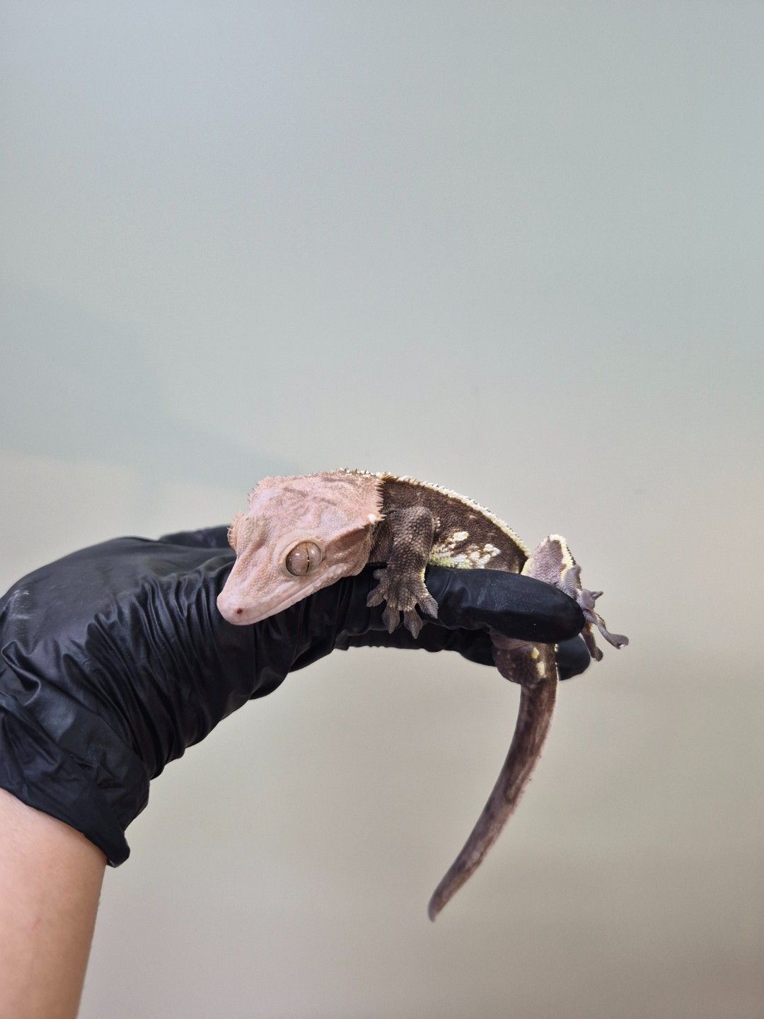 scaled_37919.jpg