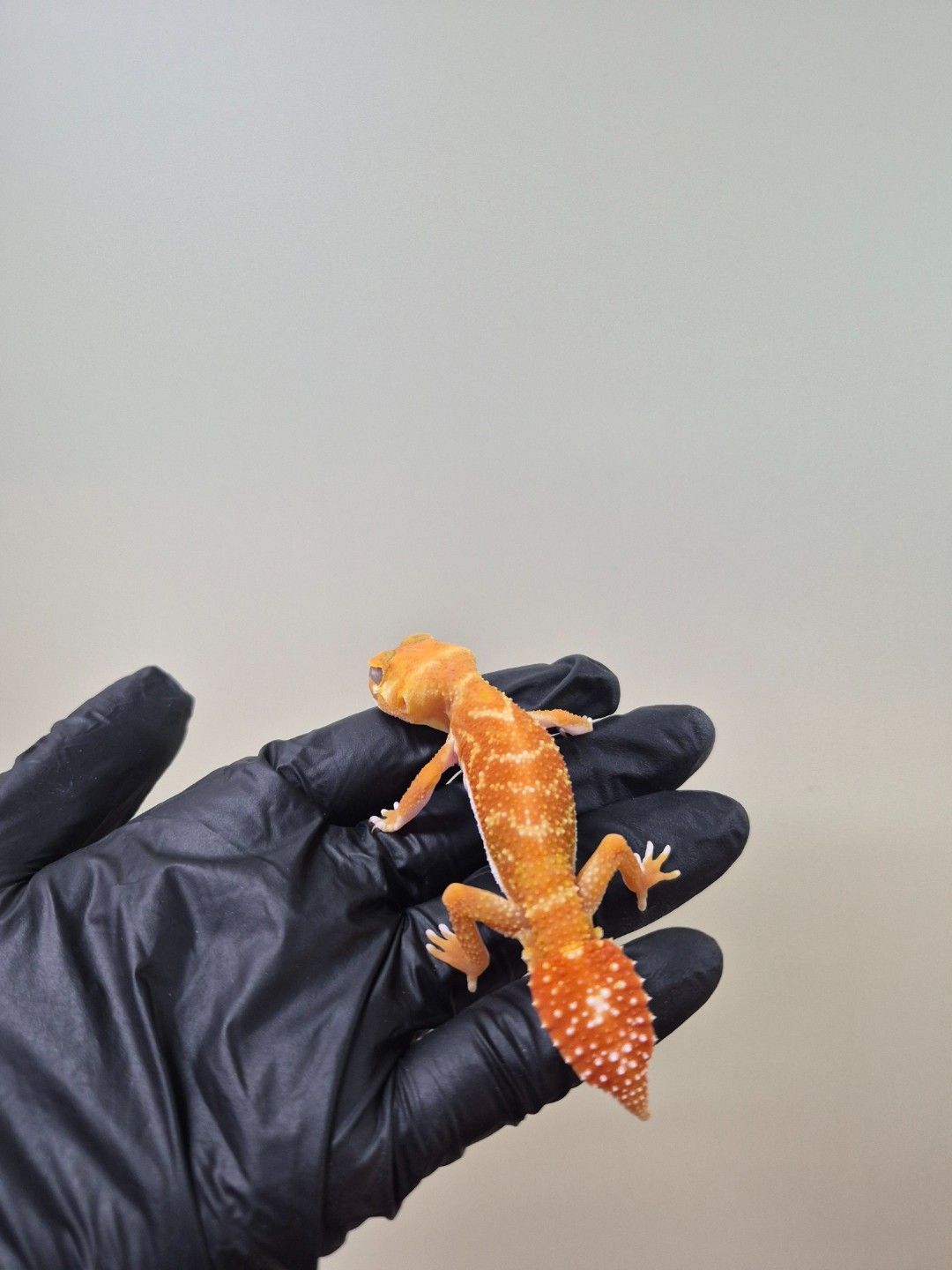 scaled_37908.jpg