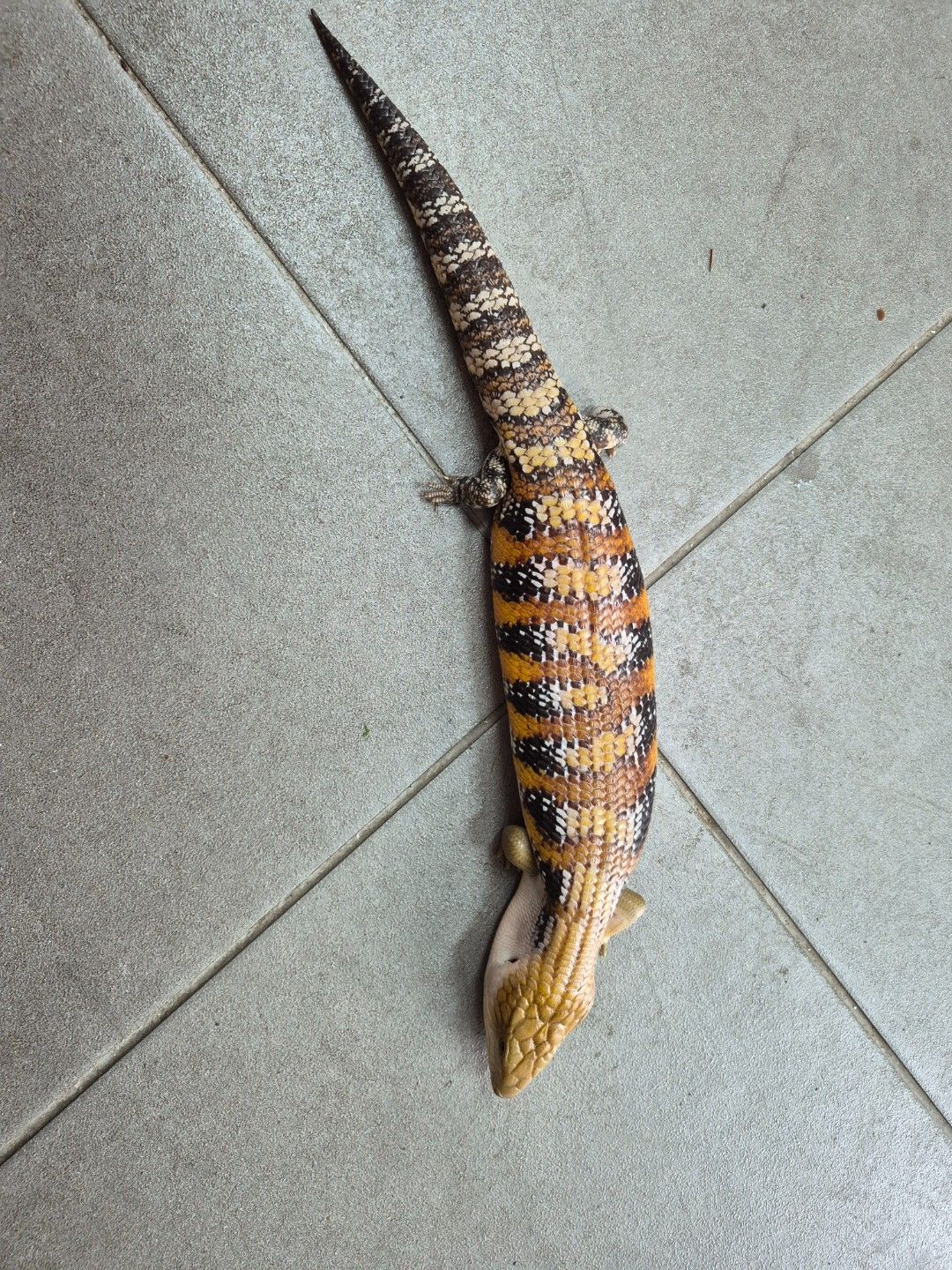 scaled_32084.jpg