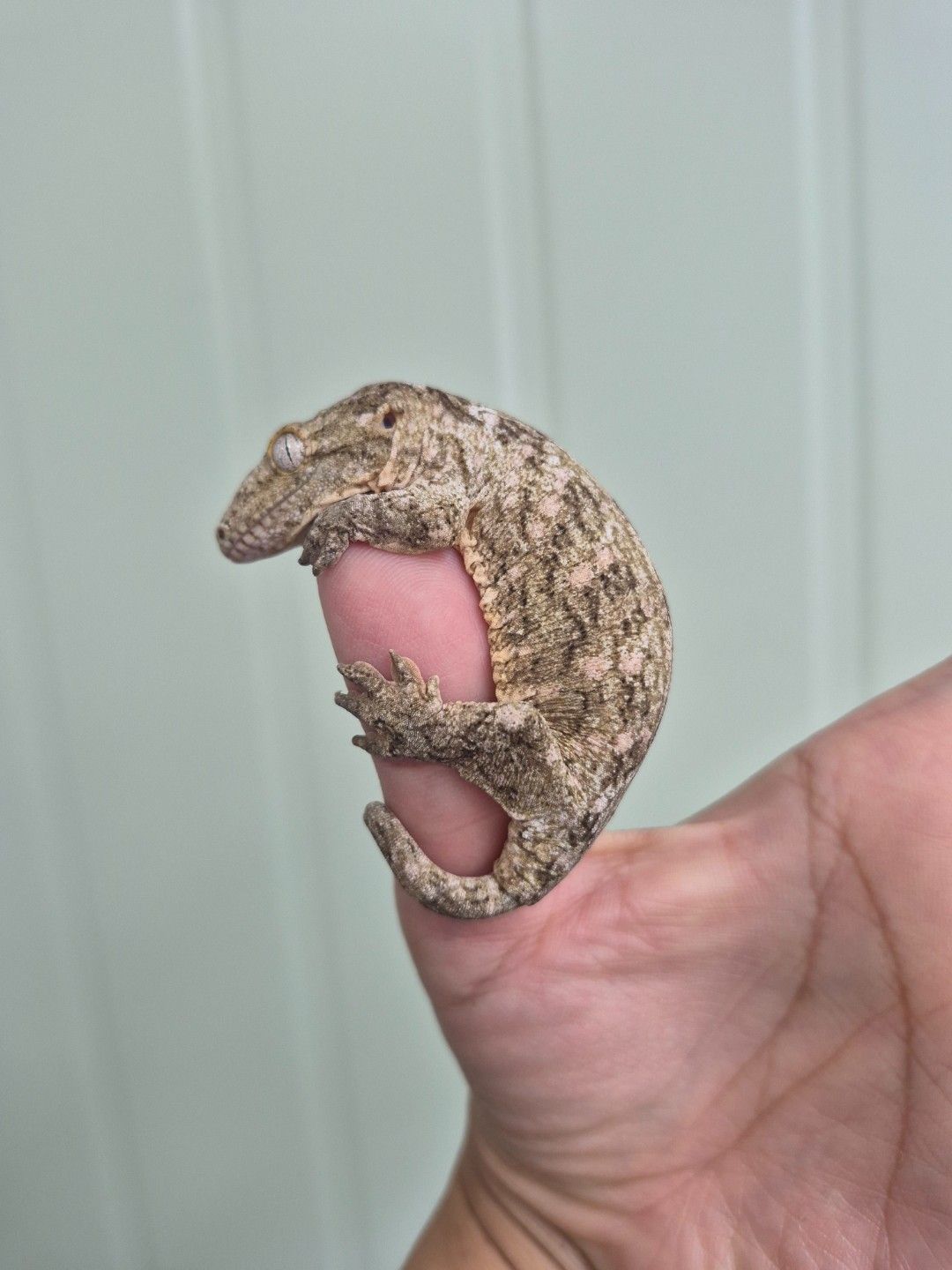 scaled_36734.jpg