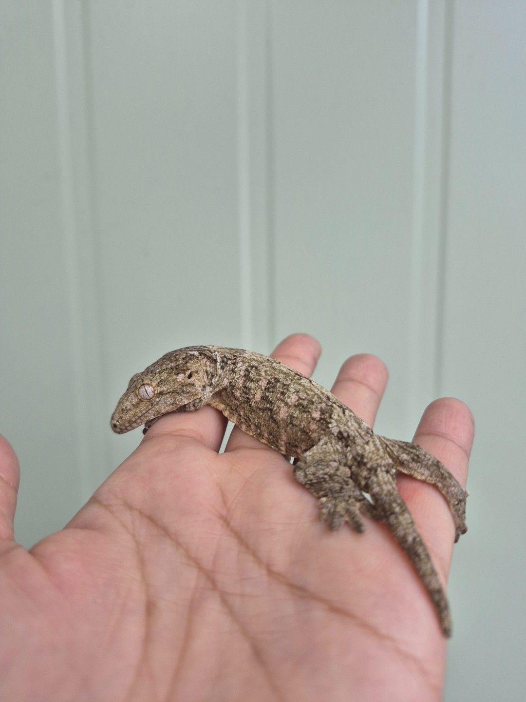 scaled_36741.jpg