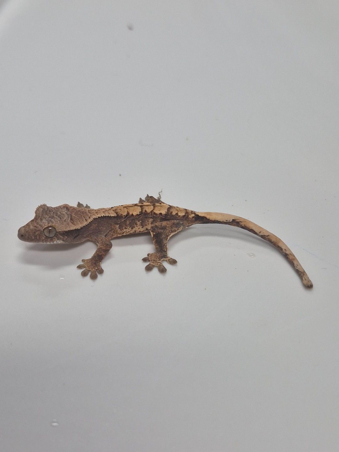 scaled_38871.jpg