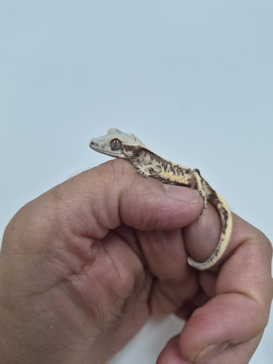 scaled_37708.jpg