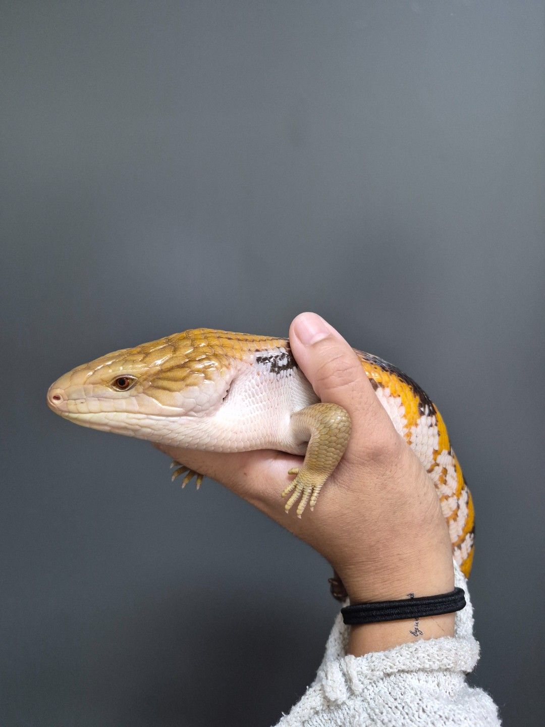 scaled_32078.jpg