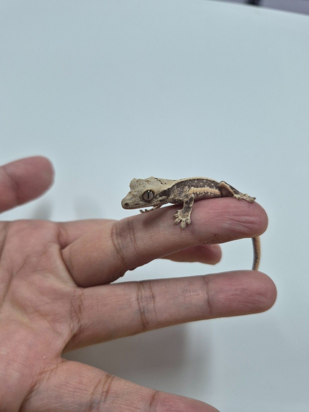 scaled_37707.jpg