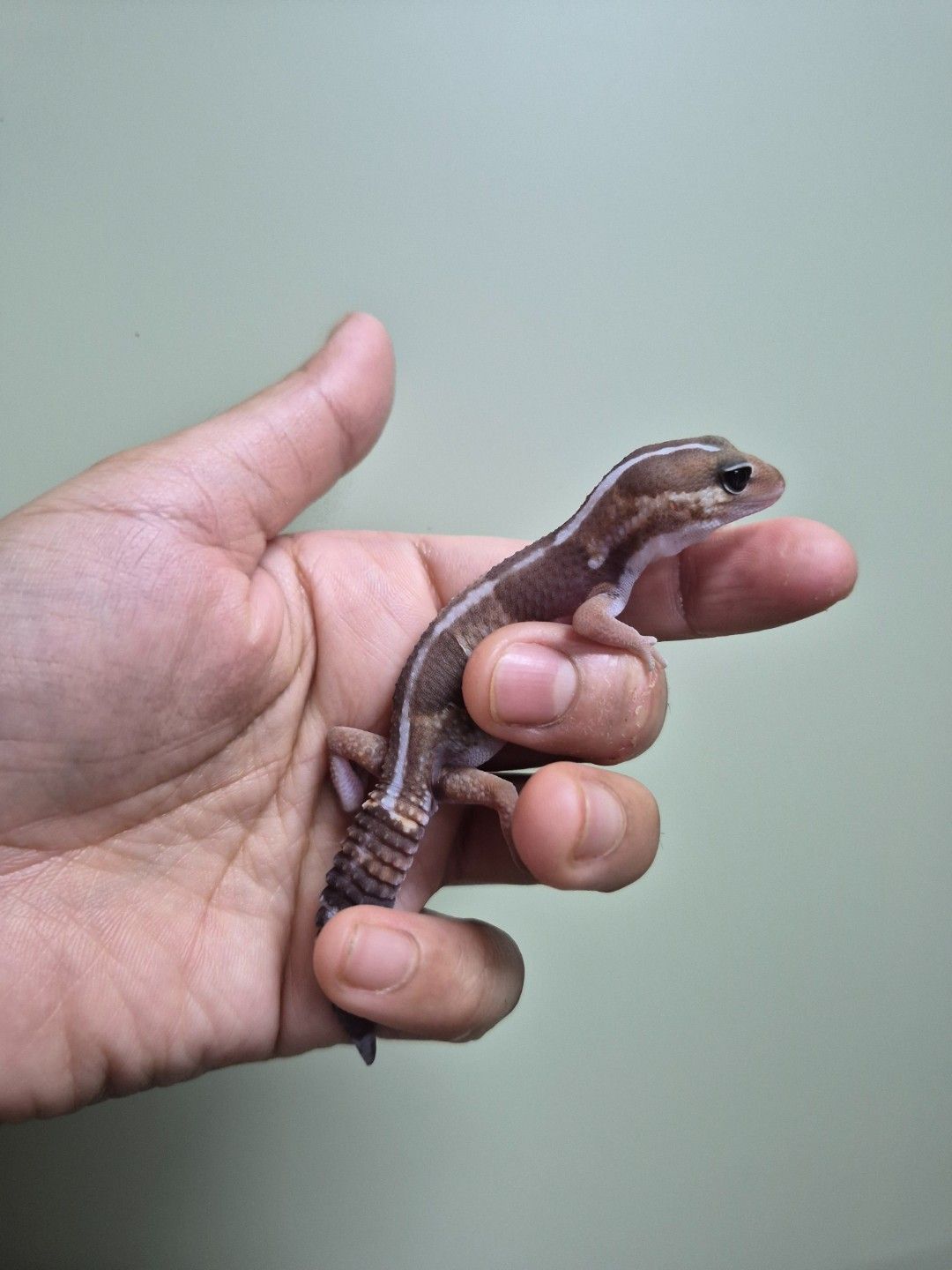scaled_38778.jpg