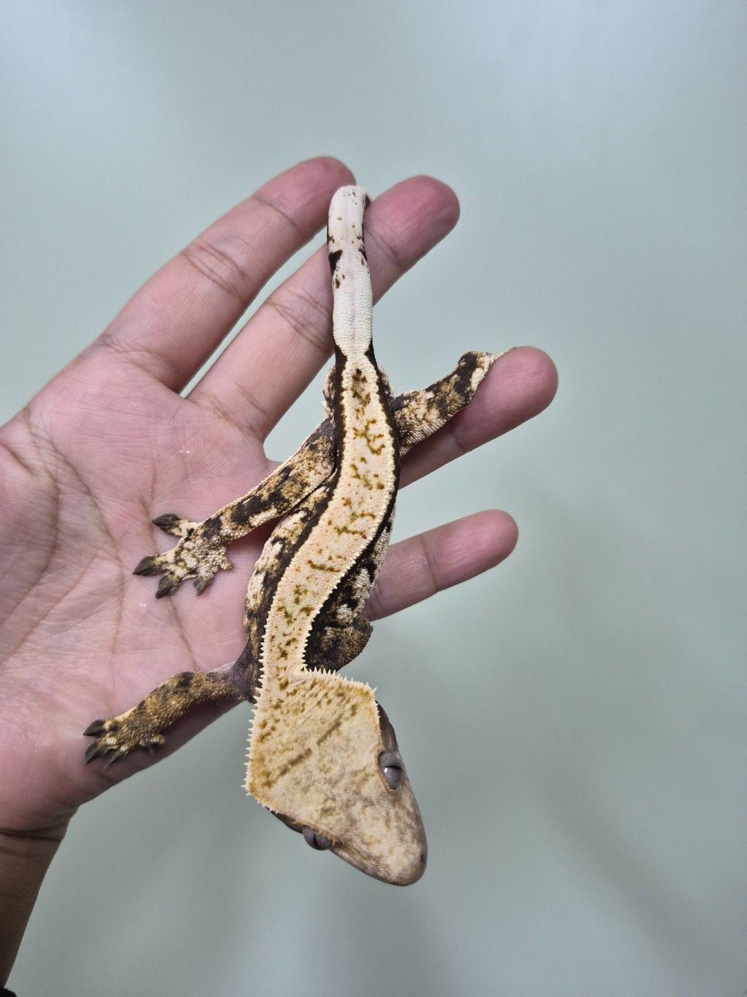 scaled_36805.jpg