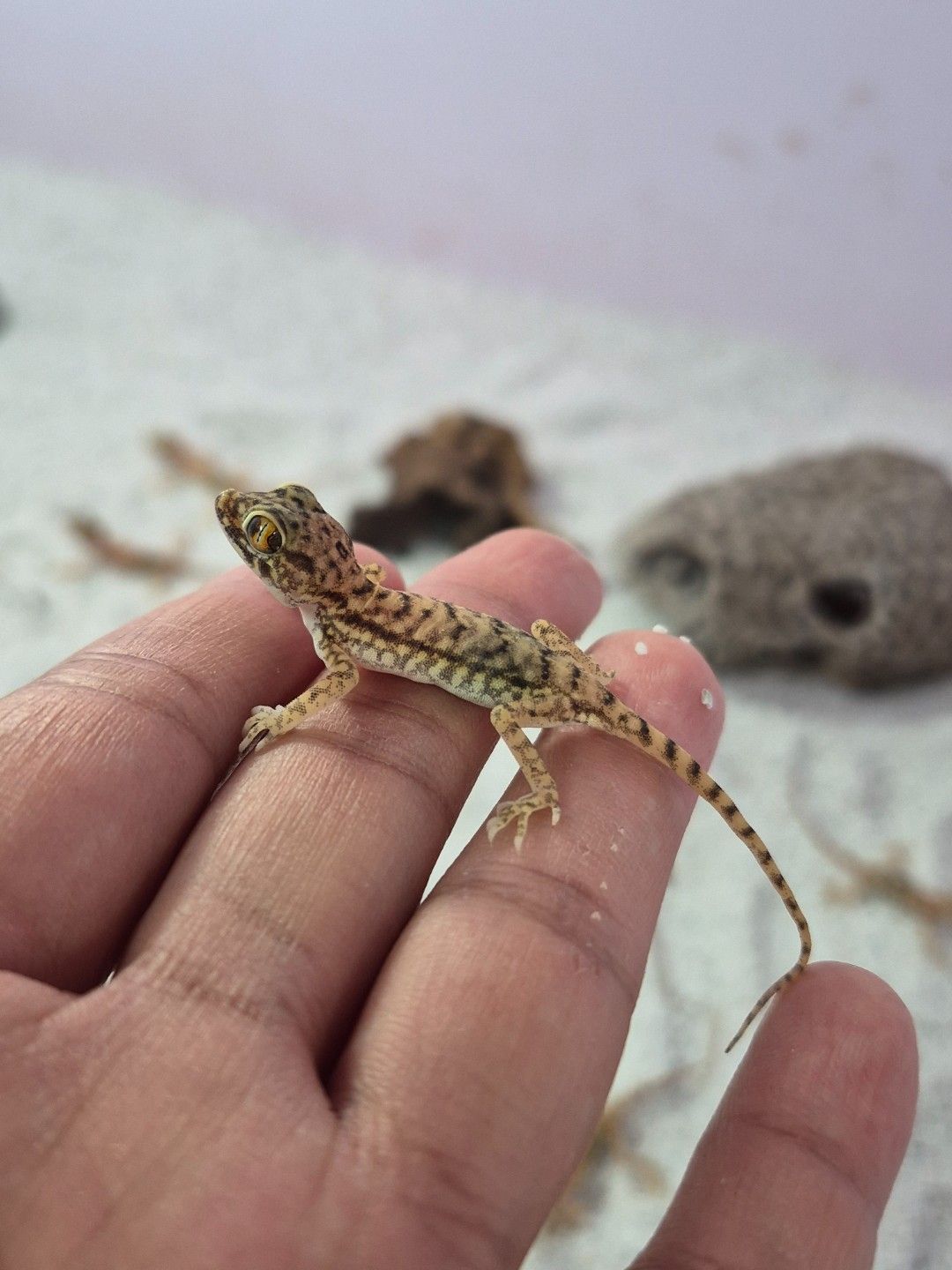 scaled_33593.jpg