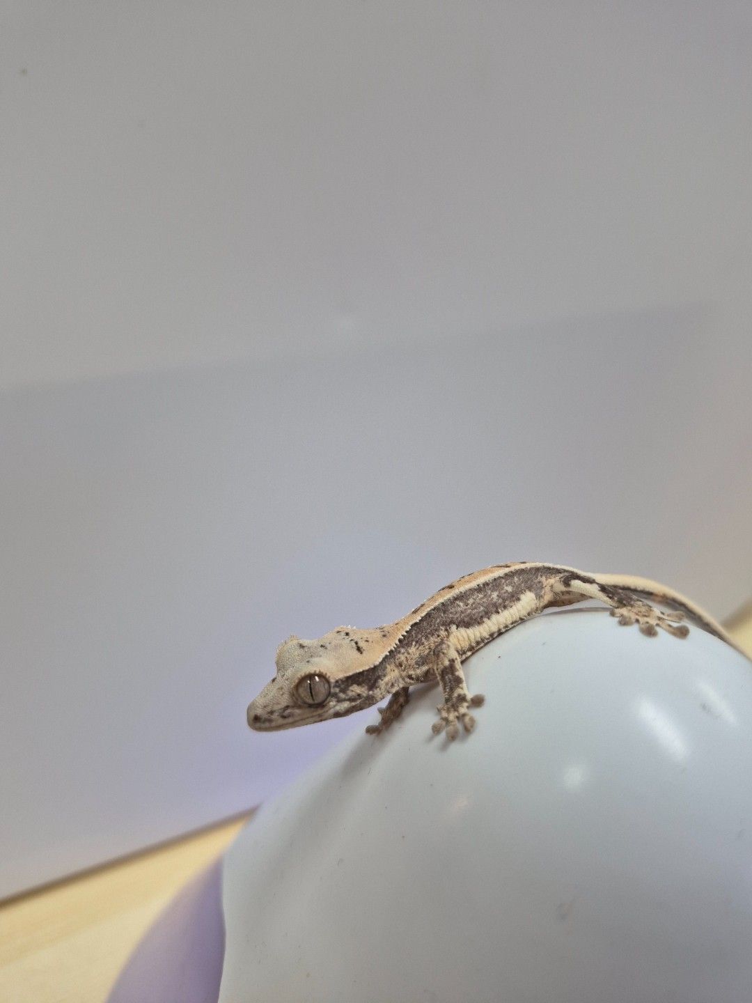 scaled_37698.jpg