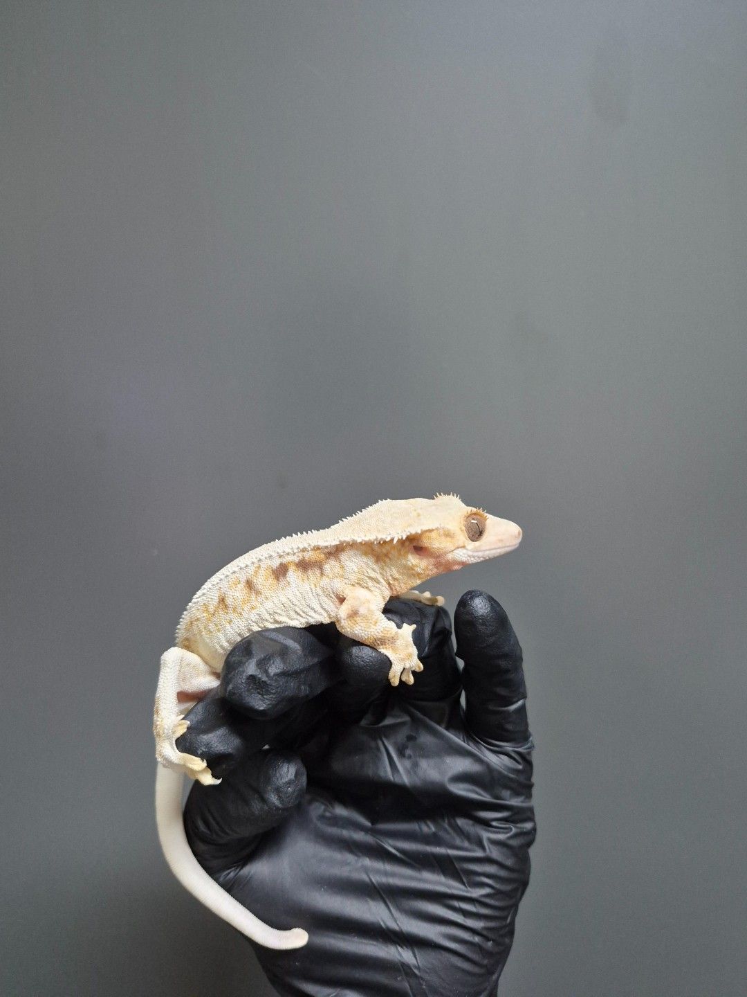 scaled_36794.jpg