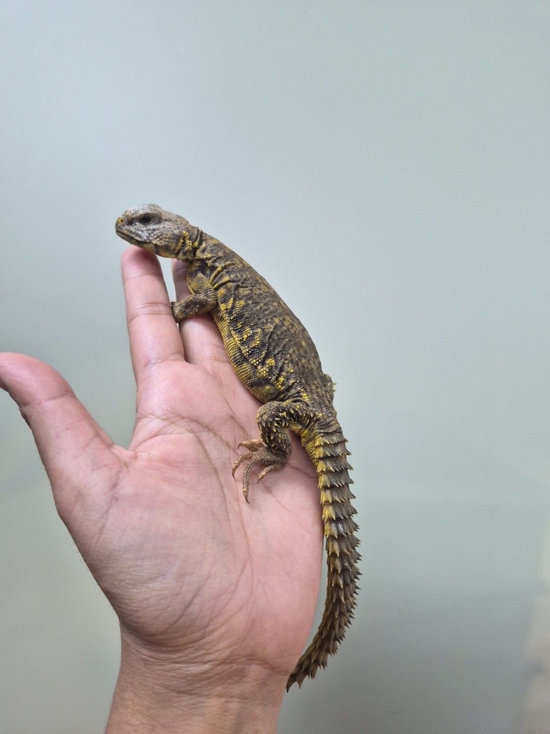 scaled_34277.jpg