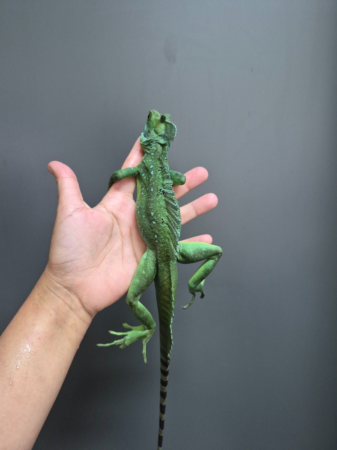 scaled_34461.jpg