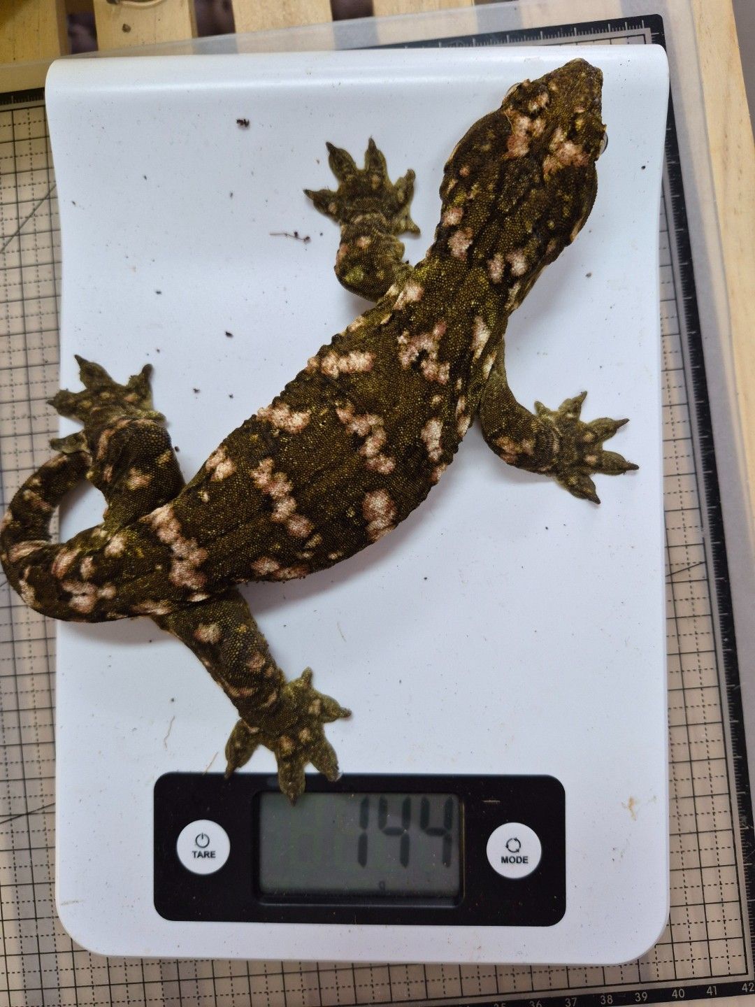 scaled_32049.jpg