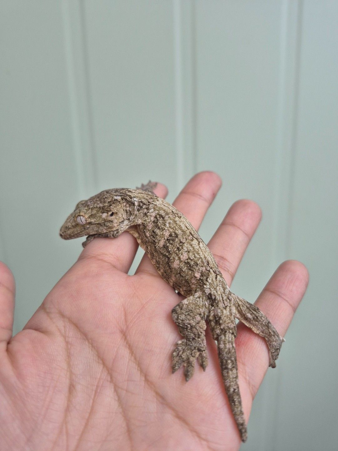 scaled_36738.jpg